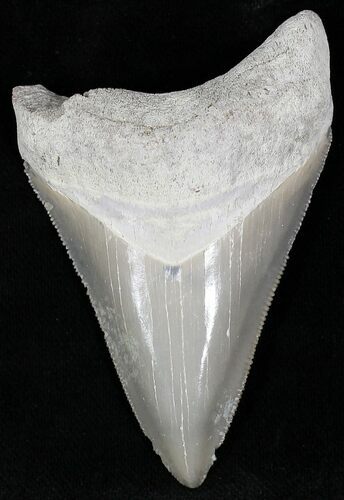 Gray & Tan Chatoyant  Bone Valley Megalodon Tooth #22186